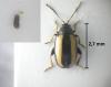 Phyllotreta sp.